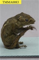 藏品(條紋松鼠)的圖片